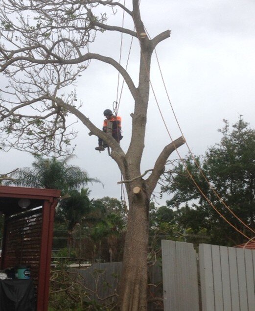 Bix St Tree Works — photo 1