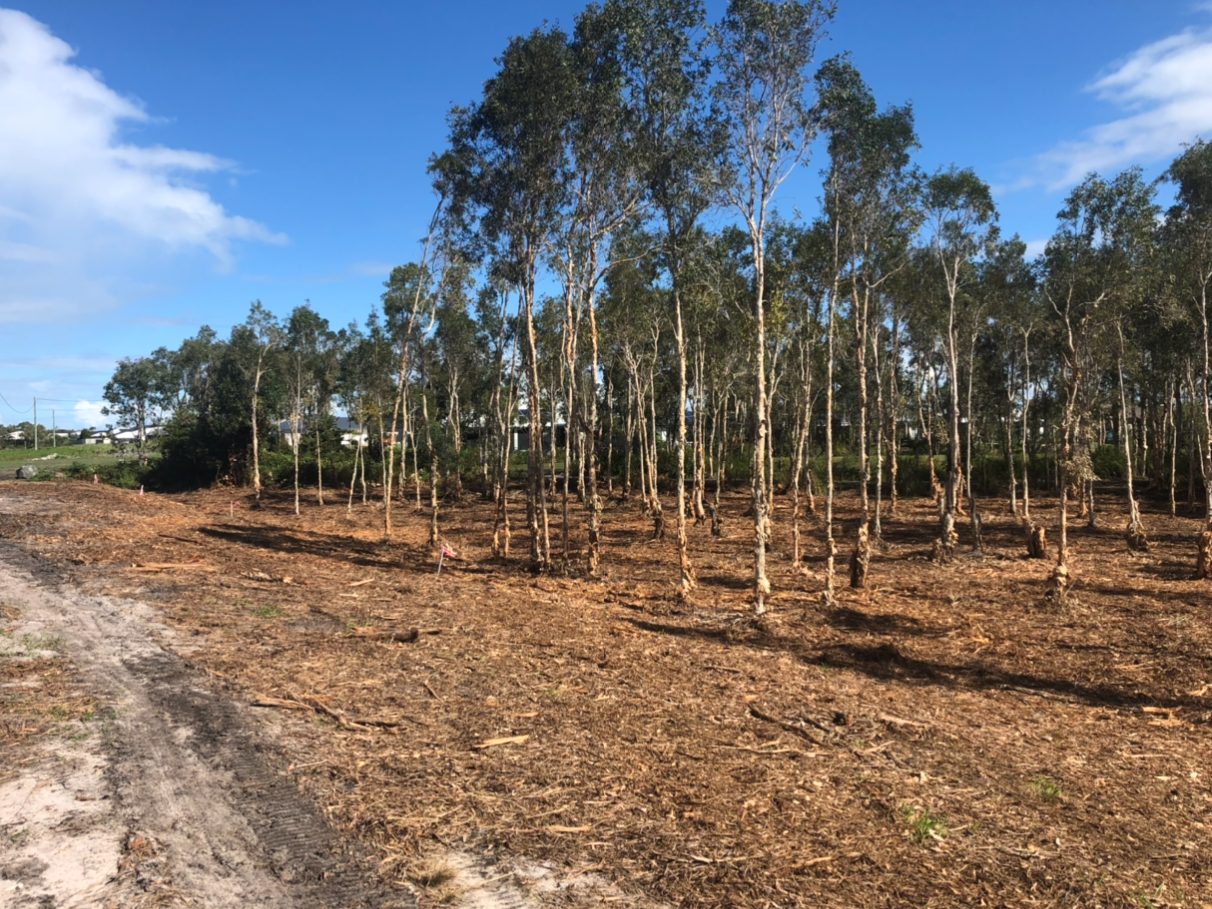 Bribie Island Forestry Mowing — photo 5