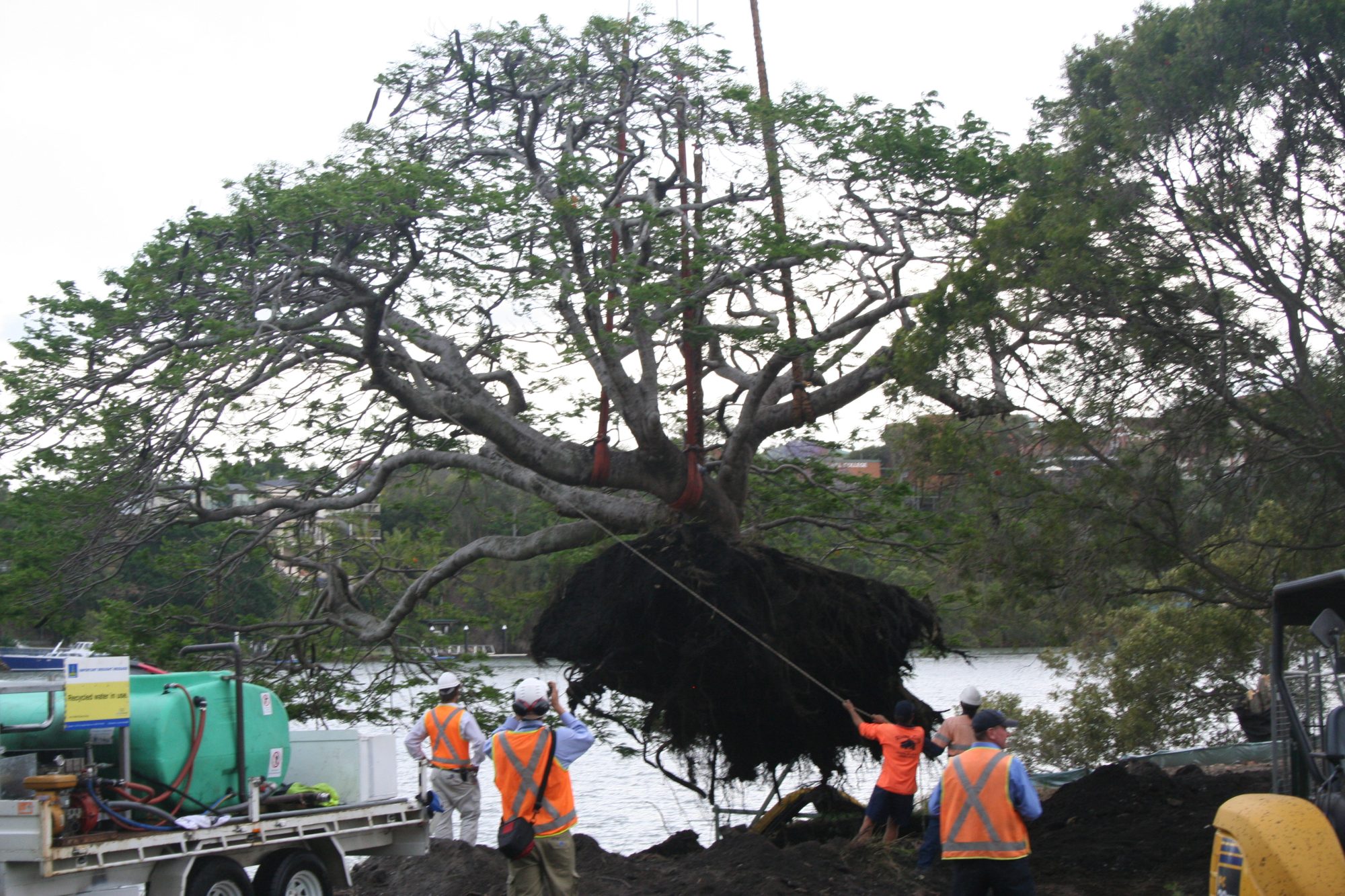 Tree Root Pruning — Water Knifing — photo 1