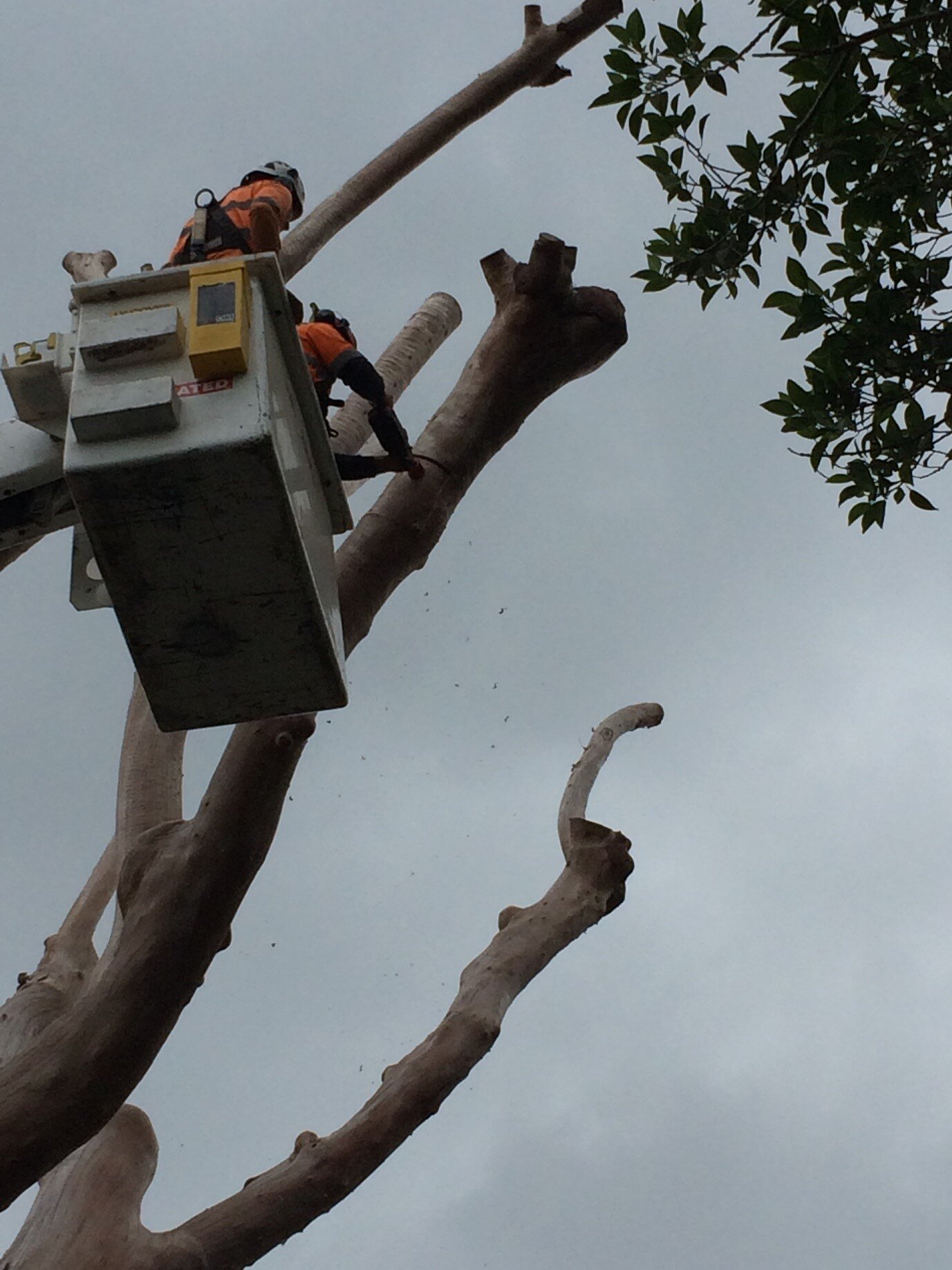 Currumbin Tree Works — photo 1