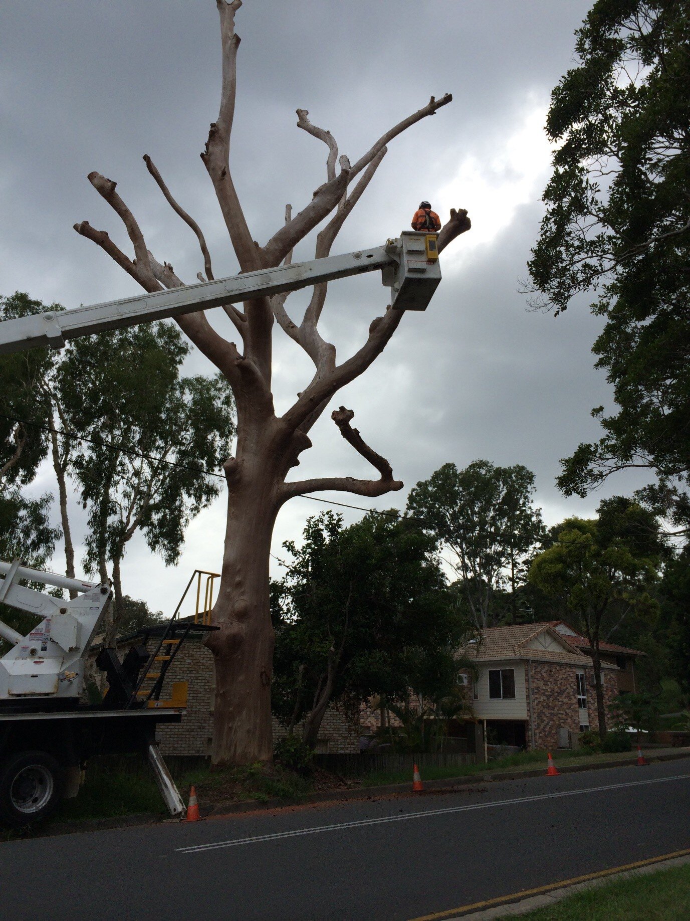 Currumbin Tree Works — photo 2