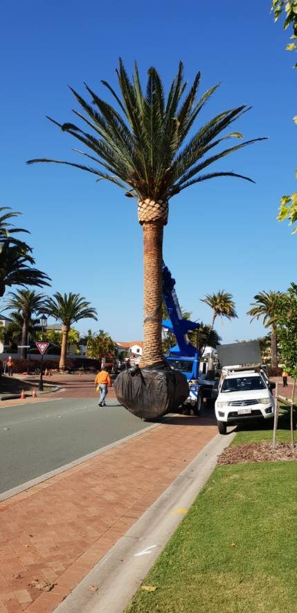 Date Palm Planting — photo 1
