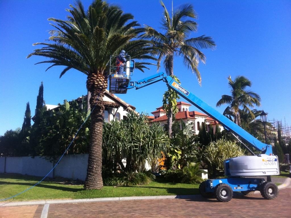 Date Palm Foliage Spraying — photo 1