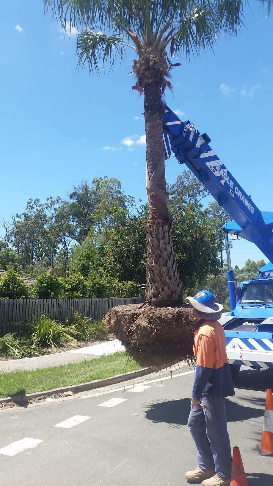 Palm Transplanting — photo 1
