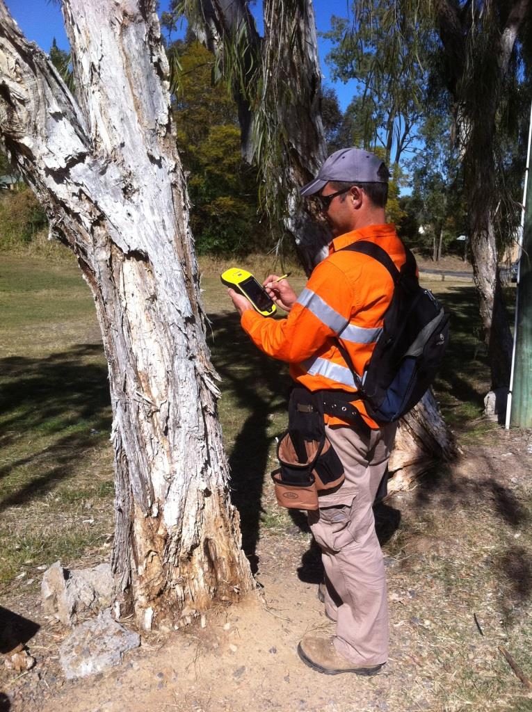 Street Tree Data Capture — photo 1