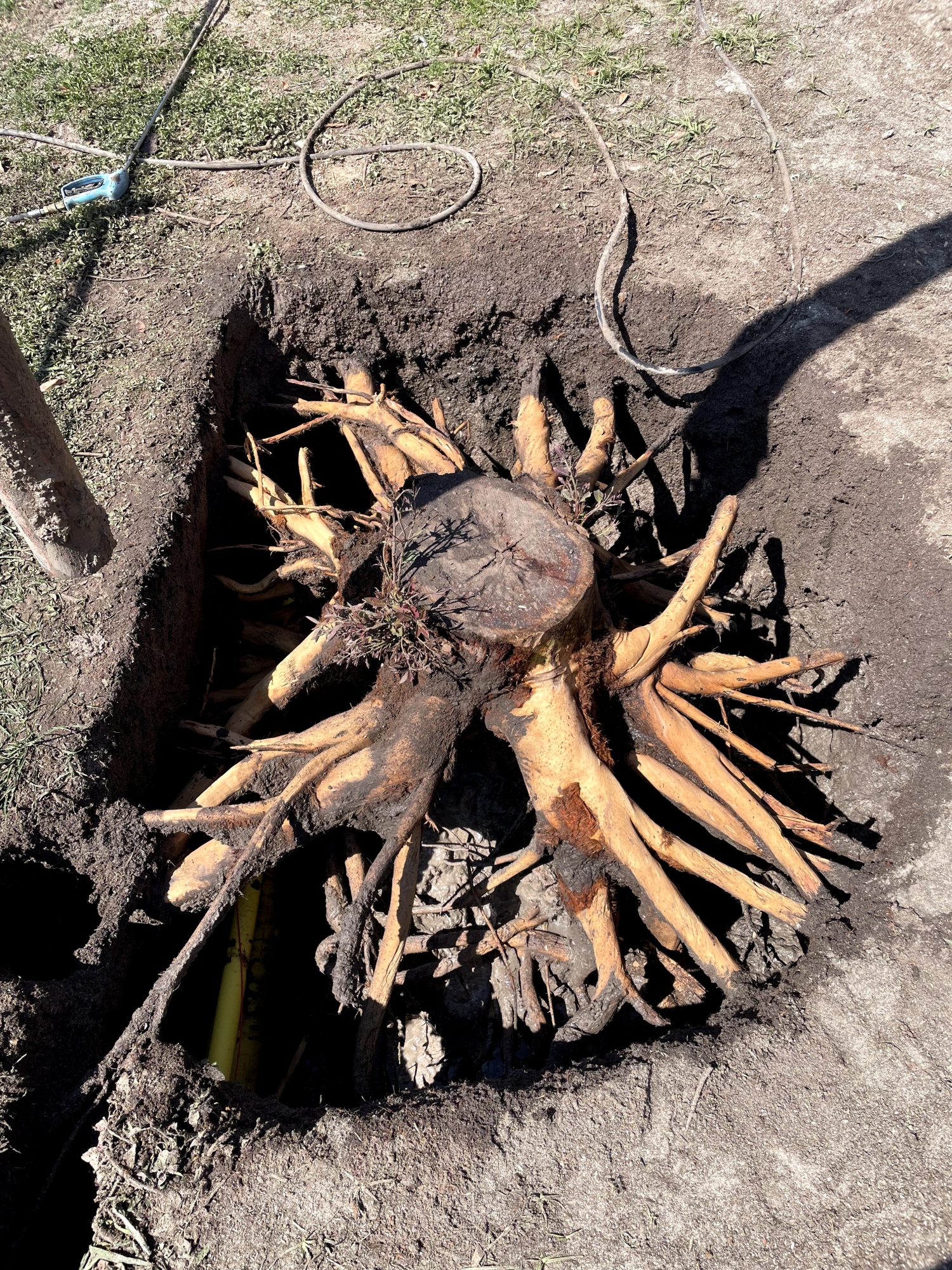 Rootball Extraction and Service Location — photo 2