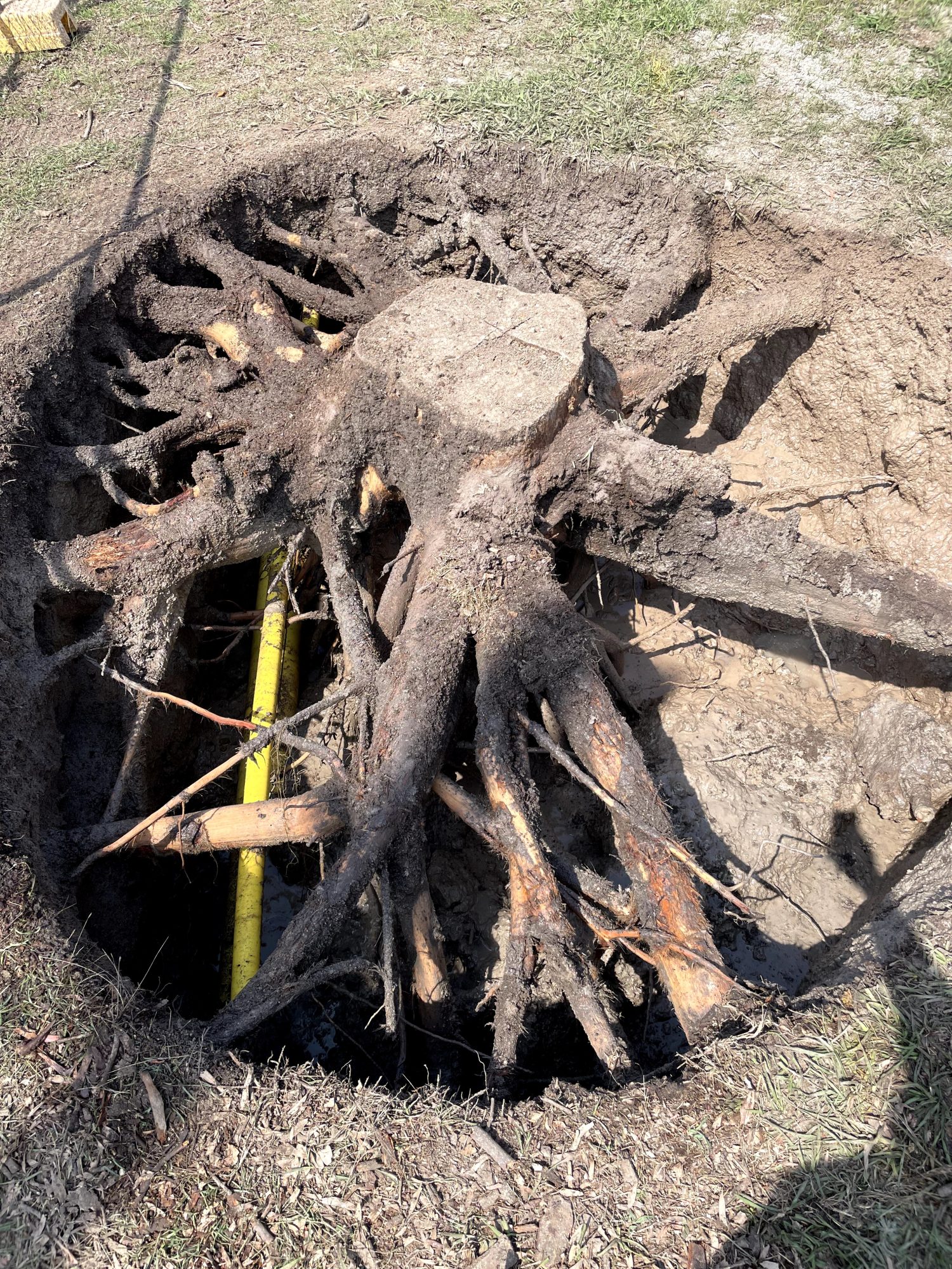 Rootball Extraction and Service Location — photo 3