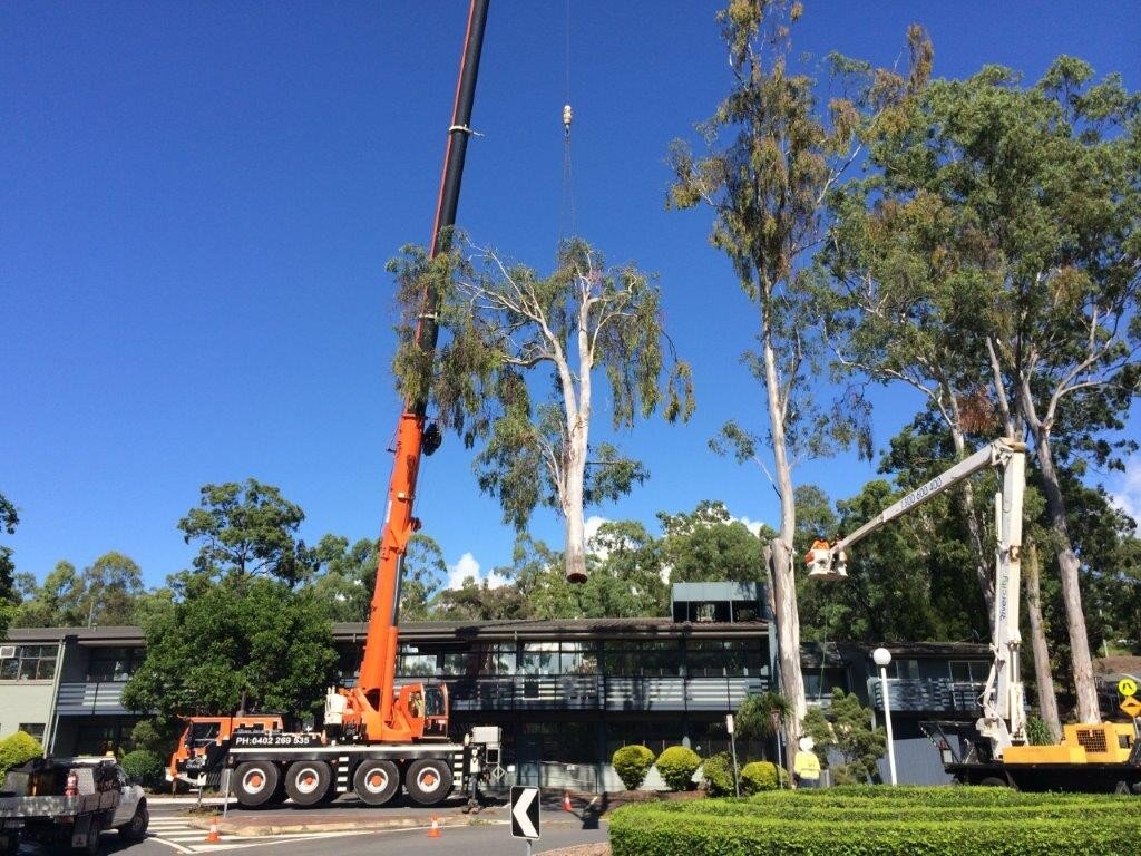Nerang Administration Building Tree Removal — photo 1
