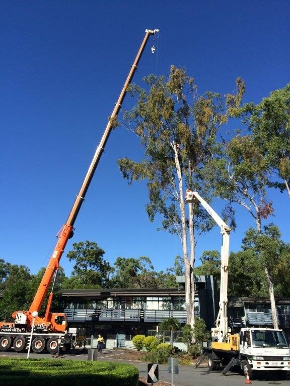 Nerang Administration Building Tree Removal — photo 2