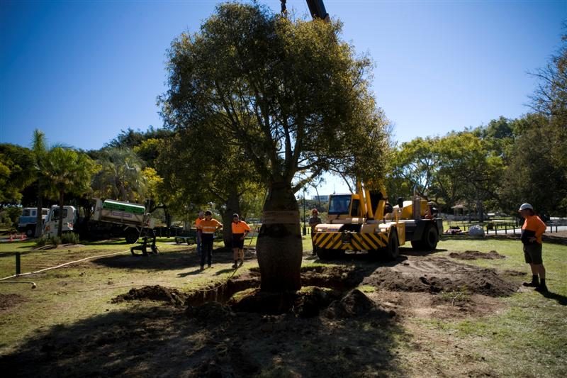 New Farm Park Bottle Tree Relocation — photo 2