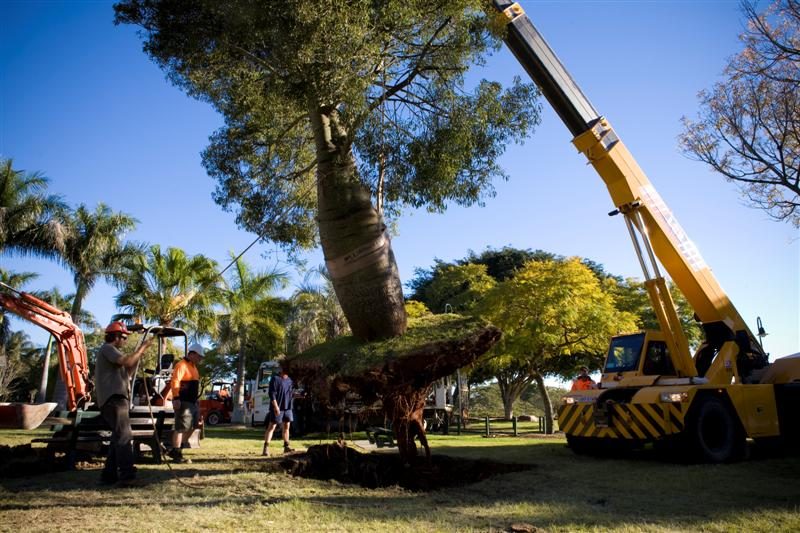 New Farm Park Bottle Tree Relocation — photo 3