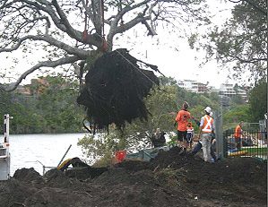 New Farm Park Fig Tree Relocation — photo 2