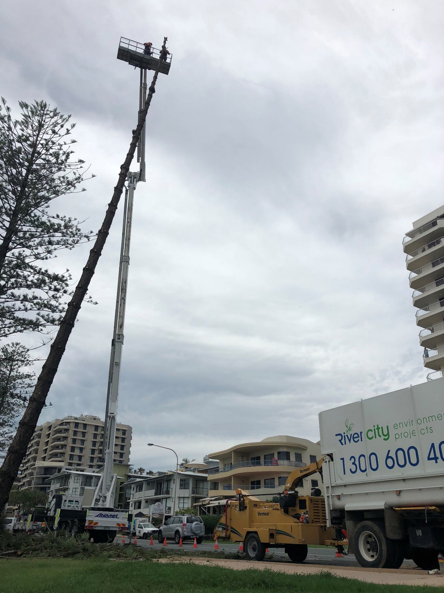 Large Norfolk Pine Removals — photo 2