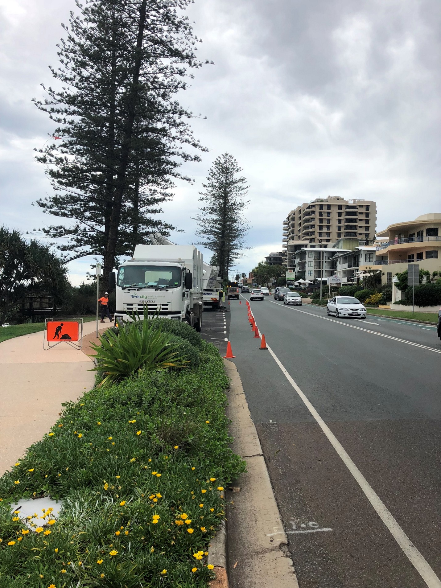 Large Norfolk Pine Removals — photo 5