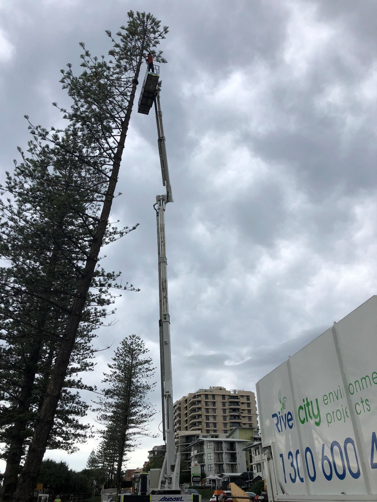 Large Norfolk Pine Removals