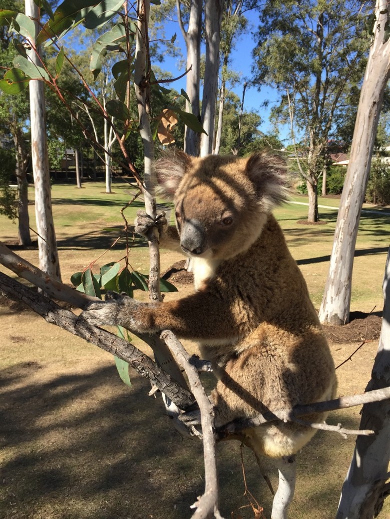 Renmark Court Tree Hollow and Habitat Creation — photo 1