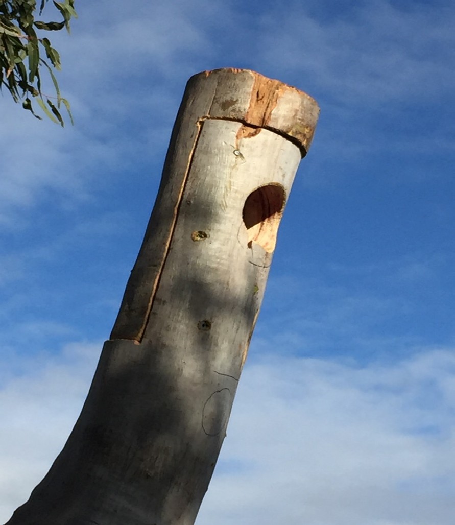 Renmark Court Tree Hollow and Habitat Creation — photo 7
