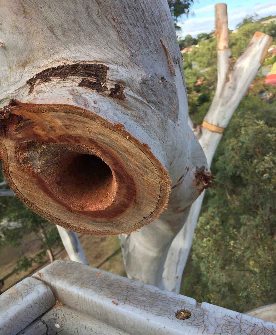 Renmark Court Tree Hollow and Habitat Creation — photo 8