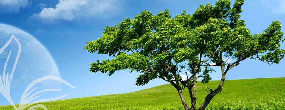 Mature tree canopy on a Rivercity Environmental managed site in South East Queensland