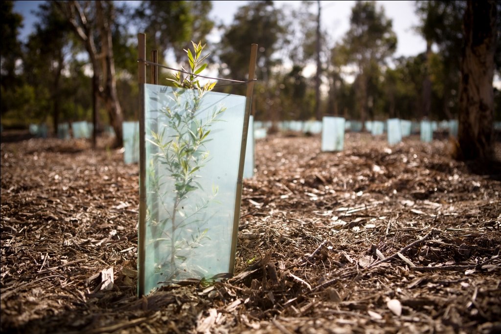 Native revegetation site in South East Queensland — Rivercity Environmental