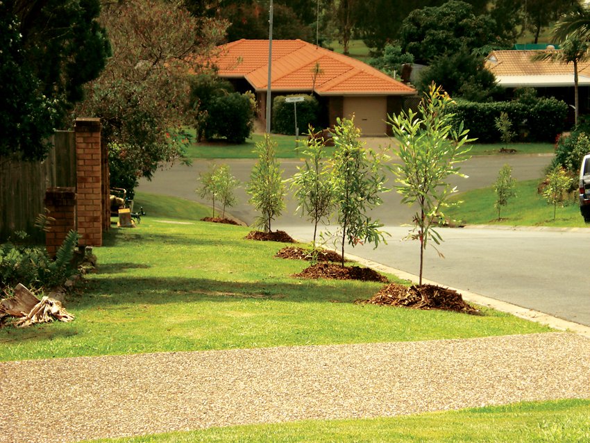 Rivercity Environmental street tree planting program in a South East Queensland suburb