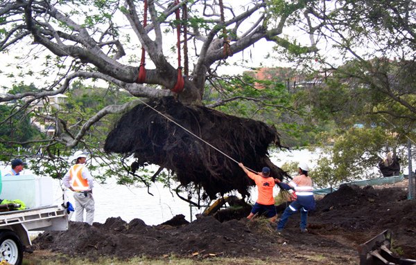 Rivercity Environmental crew relocating a mature tree on a SEQ project site