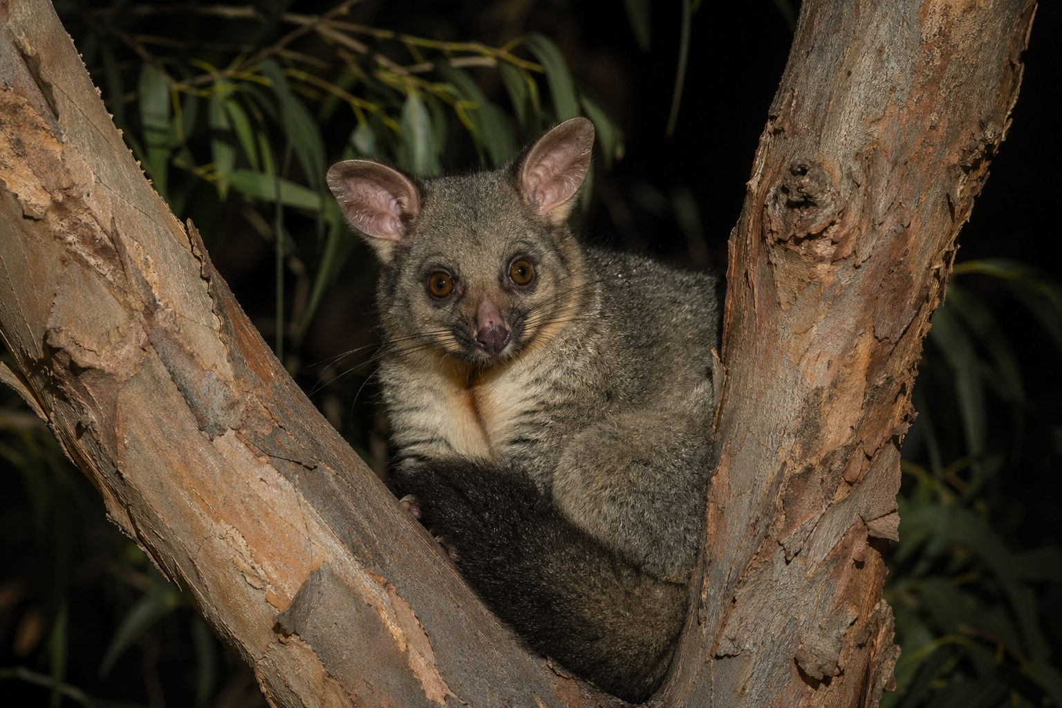 Common Brushtail Possum