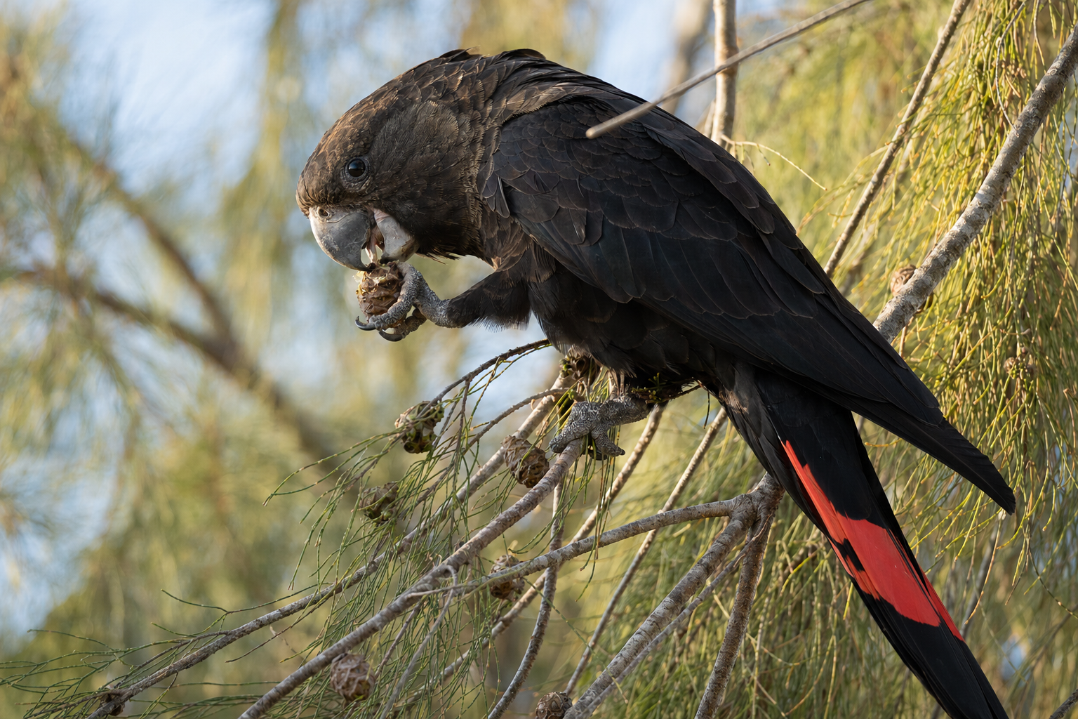 Glossy Black-Cockatoo