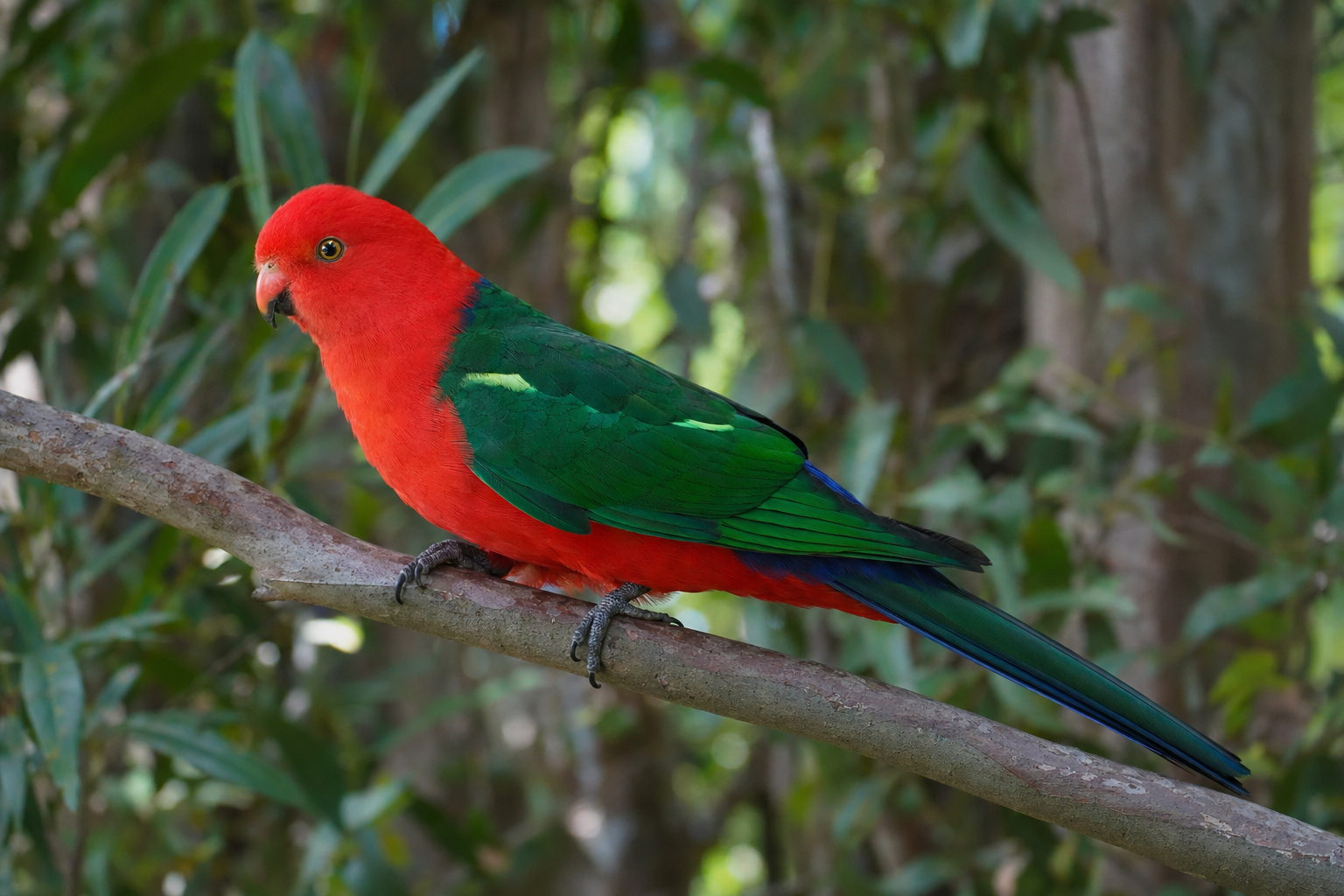 Australian King Parrot