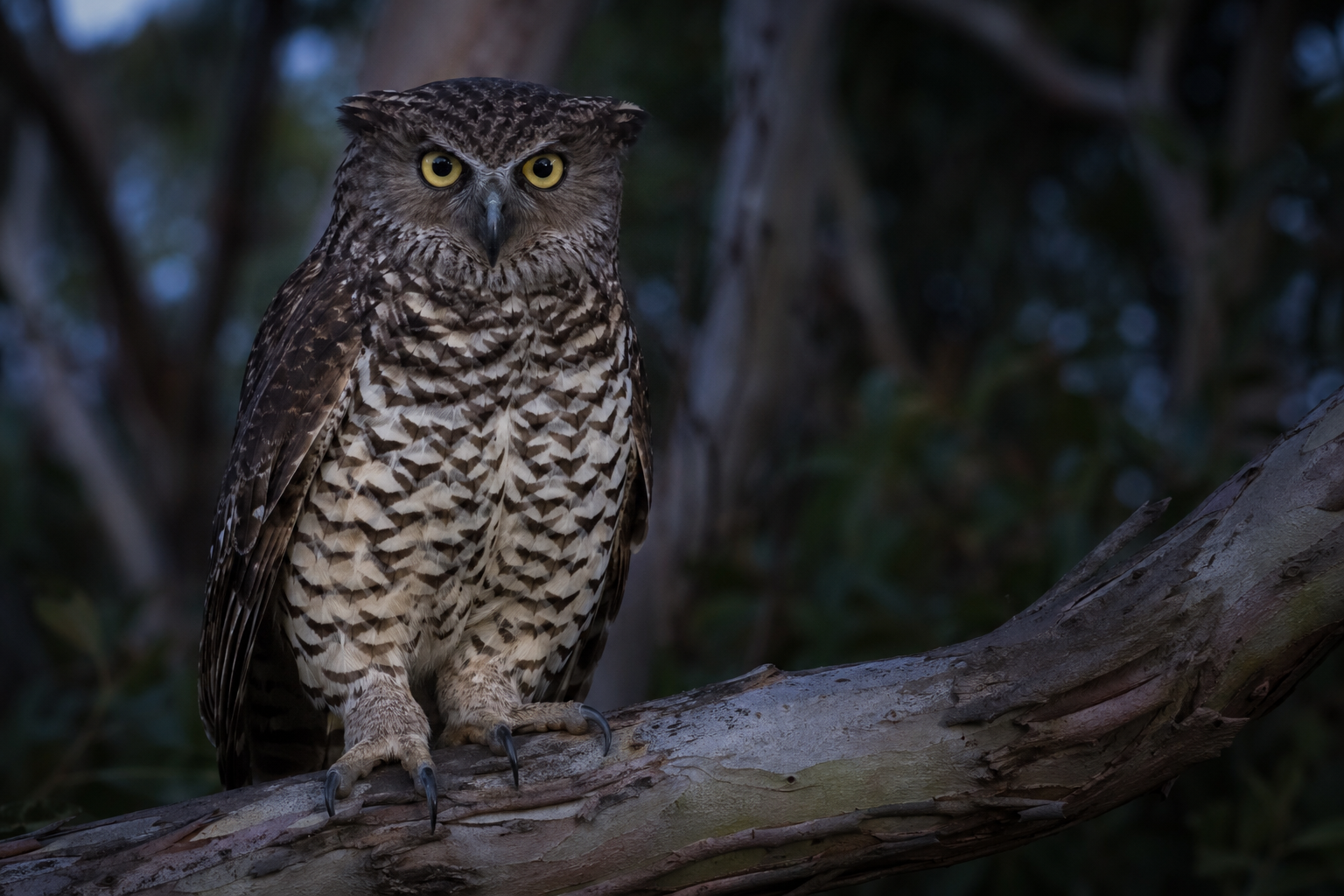 Powerful Owl