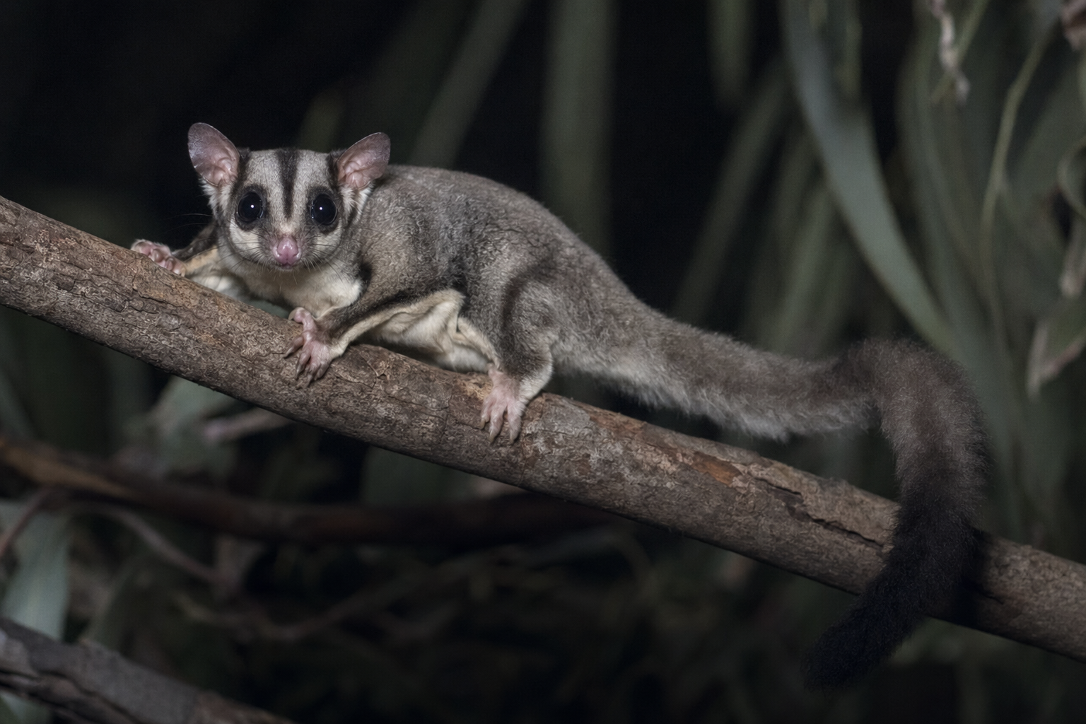 Sugar Glider